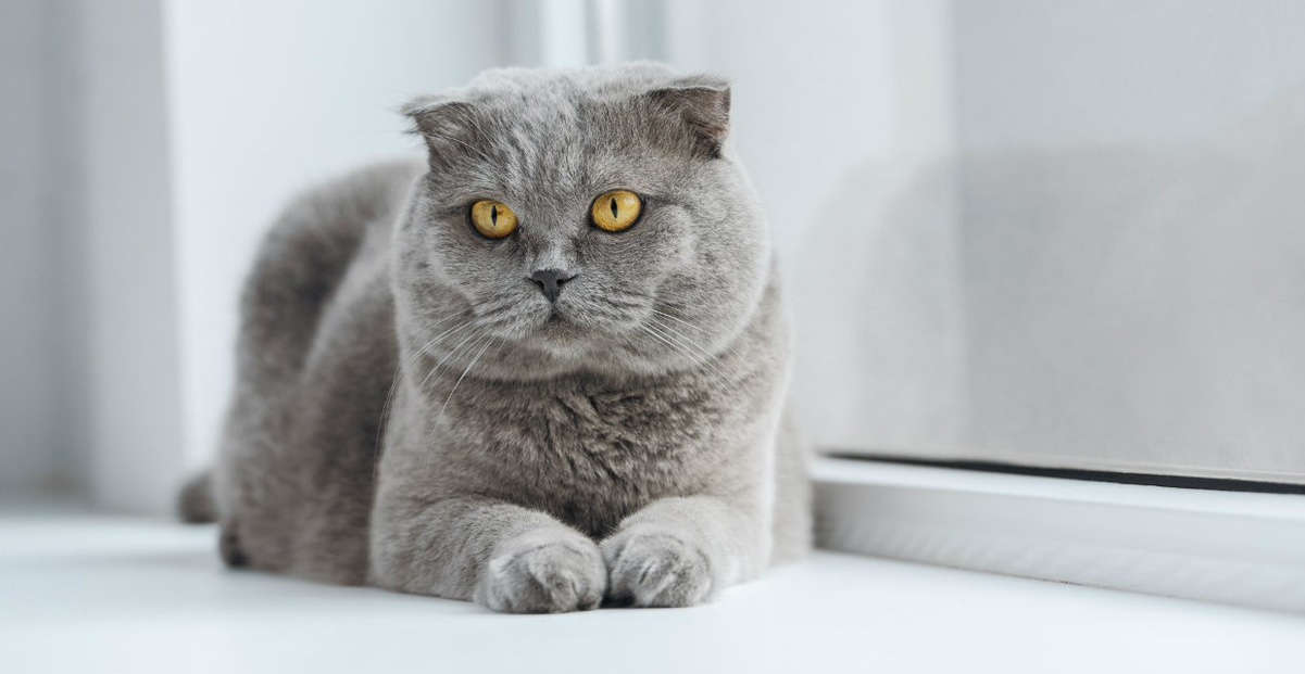 Missing Scottish cat